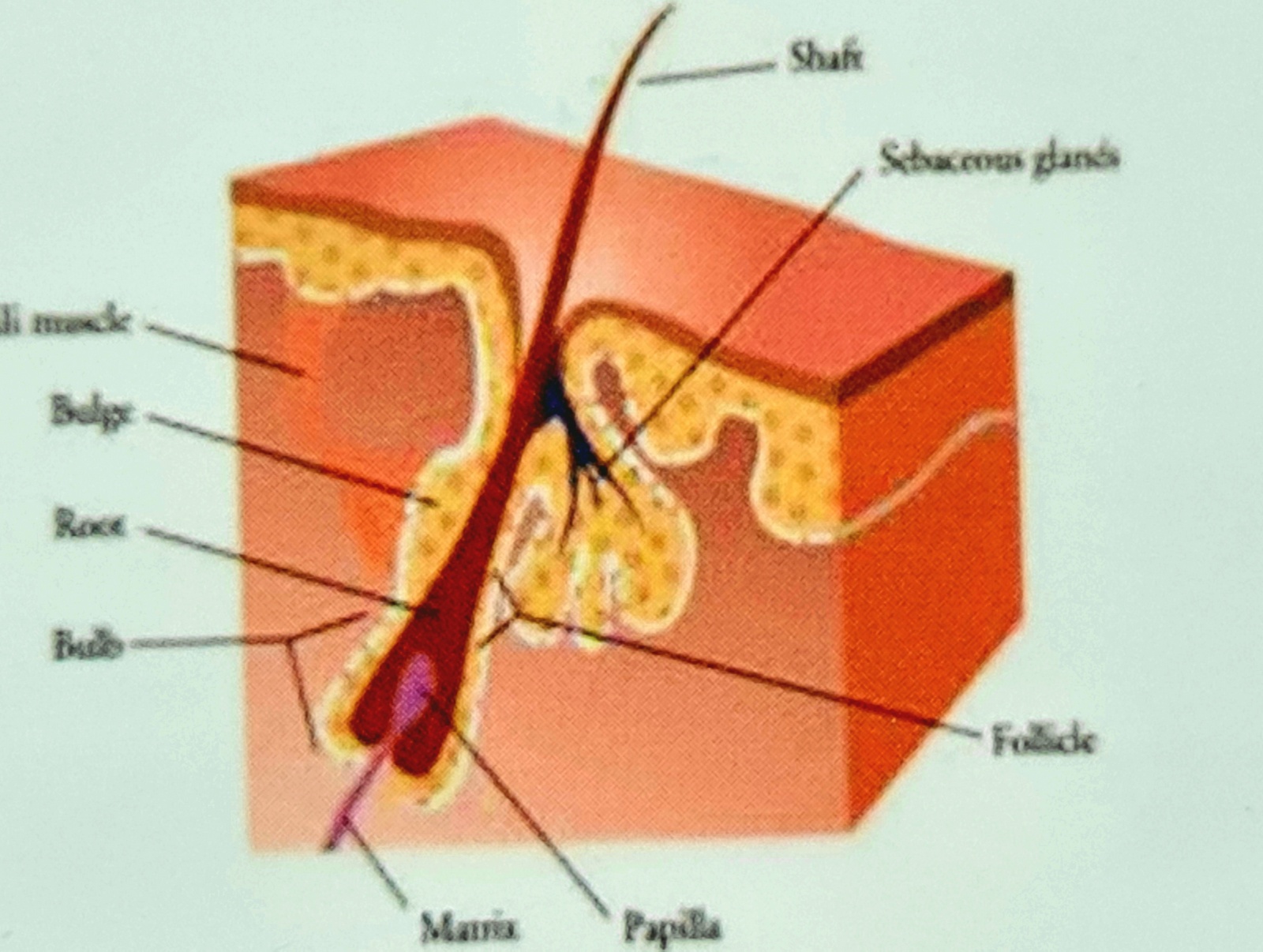 Laser Haarentfernung
